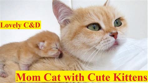 Little kittens Meowing and talking with MOM Cat-Cute Kittens Video 2017 ...