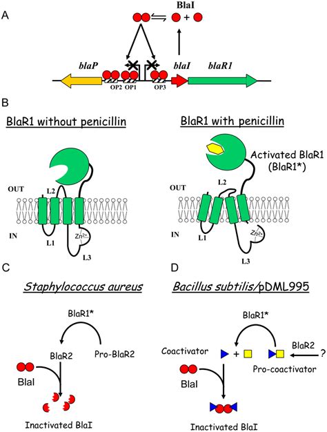 Beta-lactamase induction in B. licheniformis 749/I and S. aureus. (A ...