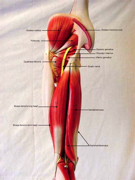 Muscle Flashcards Flashcards by ProProfs