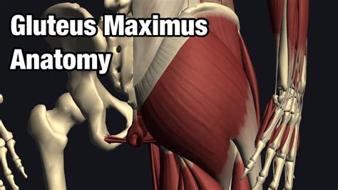 Anatomy and function of gluteus maximus - YouTube