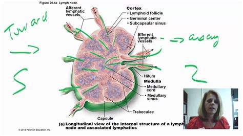 Lymphoid Tissues - YouTube