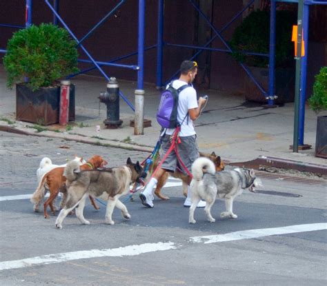 _MG_3321.jpg | A dog walker crossing Gansevoort St,, the sou… | Flickr