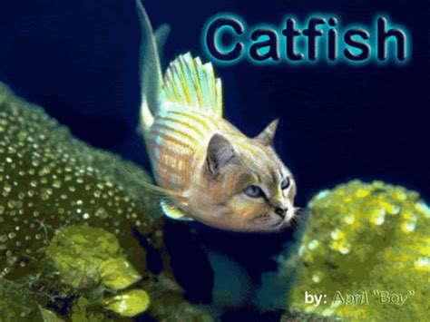 Catfishers GIFs - Get the best GIF on GIPHY