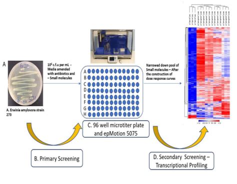 Cell based High Throughput Screening Assays of Bacteria. – BIT 479/579 High-throughput Discovery