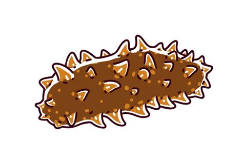 Sea Cucumber Illustrations, Royalty-Free Vector Graphics & Clip Art ...