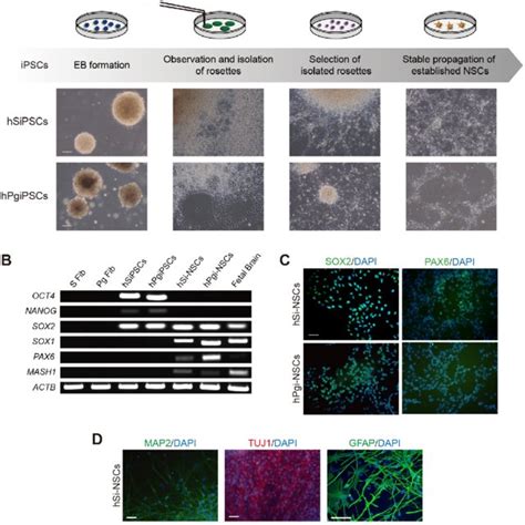 DNA methylation patterns of imprinted genes. Methylation of imprinted ...