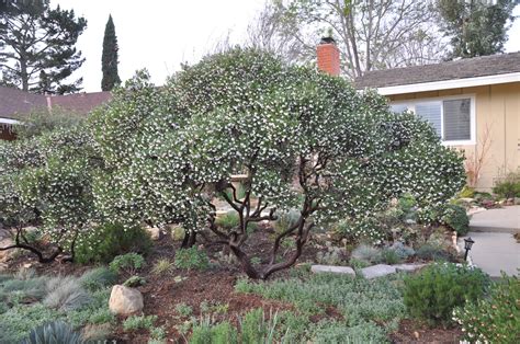 Our Favorite Winter-hardy Plants - Madrone Landscape