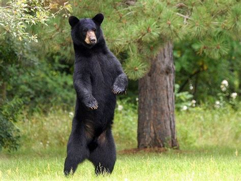 American Black Bear – Facts, Habitat, Diet, Adaptations, Pictures