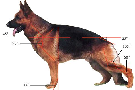 Why Do the Back Legs of a German Shepherd Look Bent?