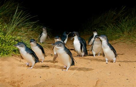 Sponsored Video: World's smallest penguins help pay for their own ...