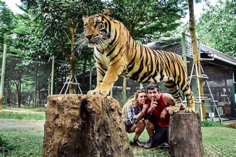 Tiger Kingdom - Phuket.Net