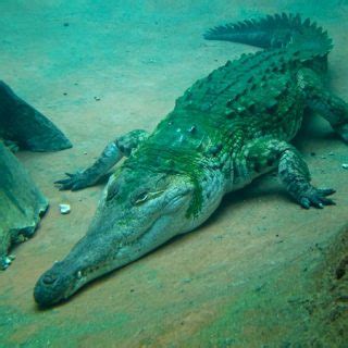 Orinoco Crocodile Facts and Pictures | Reptile Fact