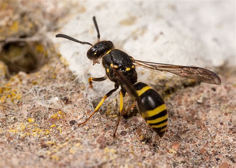 Various Solitary Wasps in the Garden