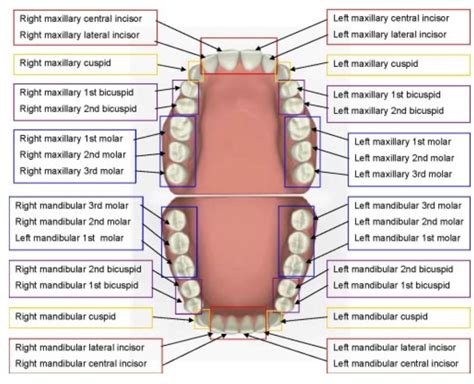 Pin by Dimpal Parmar on Education | Dental hygiene school, Dental hygiene student, Dental ...