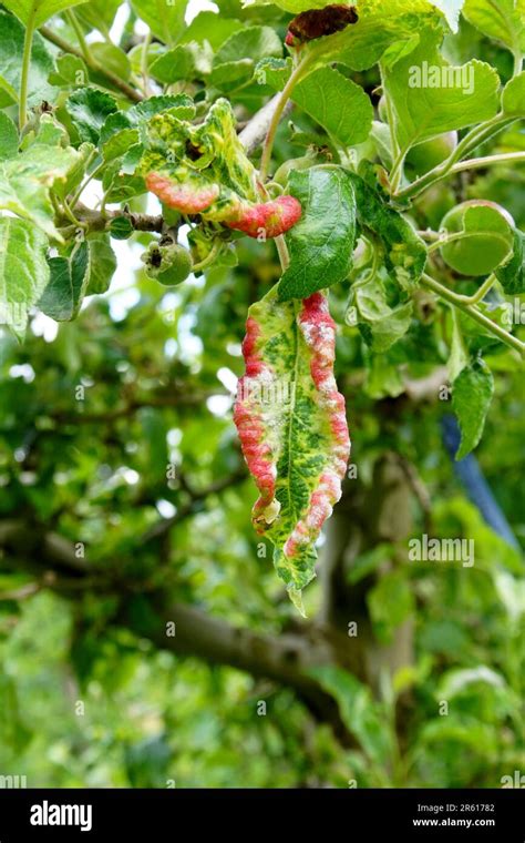 Peach leaf curl. Fungal disease of peaches tree. Taphrina deformans. Peach tree fungus disease ...