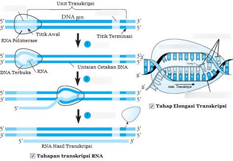 Diagram: Transkripsi DNA | Quizlet