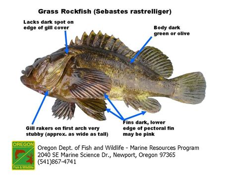 ODFW Marine Sport Fish ID - Rockfish