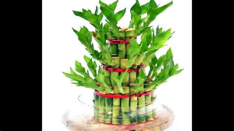 How to grow lucky bamboo || lucky bamboo care & tips | Gardening