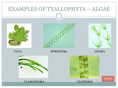 Diversity in plants