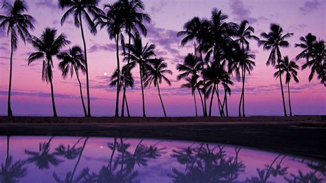 Purple Palm Tree Wallpapers - Top Free Purple Palm Tree Backgrounds ...