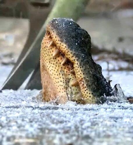 Alligators in frozen water! - Wiolo.com