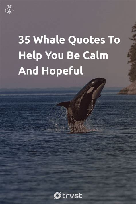 36 Whale Quotes To Help You Be Calm And Hopeful (2024) | Whale quote ...