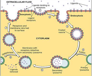 Receptor mediated endocytosis mechanism of a ligand after being... | Download Scientific Diagram