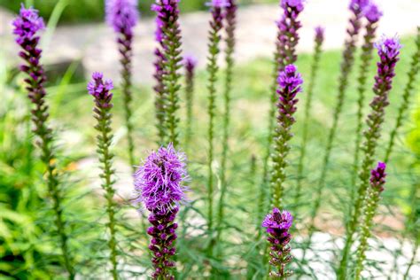 Prairie Blazing Star: Care and Growing Guide