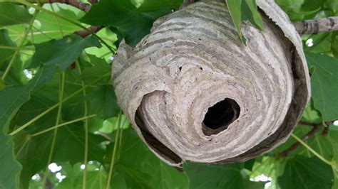 It's the house of a black wasp with white bands [SE Michigan]. Just thought you might enjoy this ...