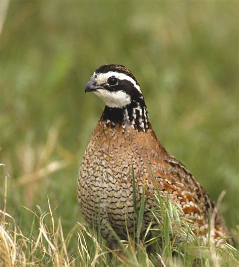 Bobwhite Quail 2018 Traveling Wingshooter - Pointing Dog