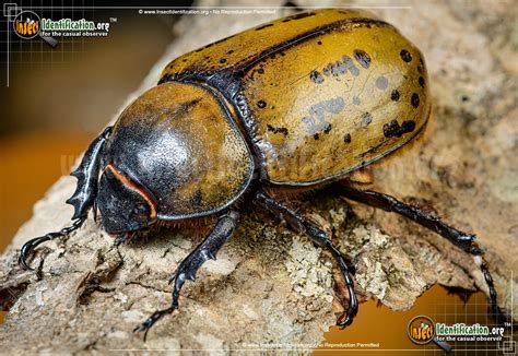 Eastern Hercules Beetle