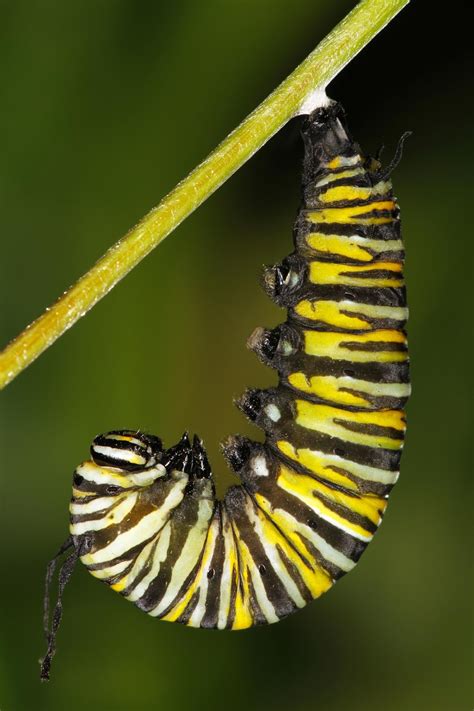 All of Nature: Monarch Caterpillar Changes to Chrysalis