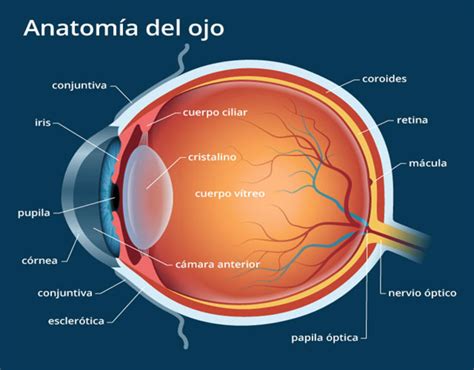 ¿Cómo funciona el ojo humano?