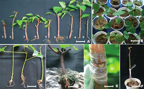 How to propagate roses from cuttings - Craftygoldenmom