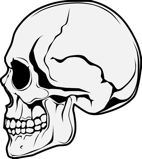 Download Skull Side View, Skull, Horror. Royalty-Free Vector Graphic ...