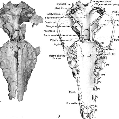 Deinogalerix koenigswaldi Freudenthal, 1972. Left auditory area,... | Download Scientific Diagram