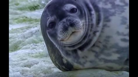 Weddell Seals in Antarctica | Deep into the Wild | BBC Earth - YouTube