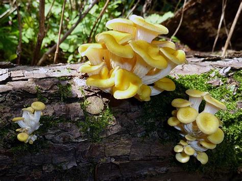 How to Grow Your Oyster Mushrooms Step by Step - Epic Gardening (2022)