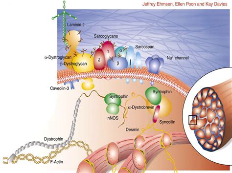 Dystrophin protein - Exon skipping