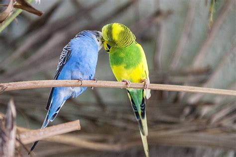 How to Breed Budgies - PBS Pet Travel