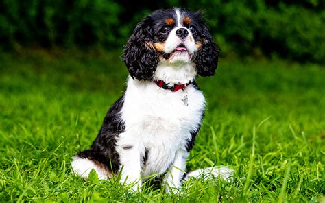 Cavalier King Charles Spaniel puppies available from responsible ...