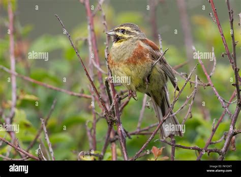 Rare Bird England - unique rare bird