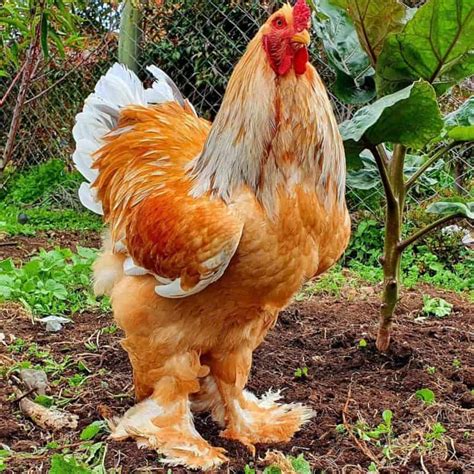 15 Most Expensive Chicken Breeds (With Pictures)