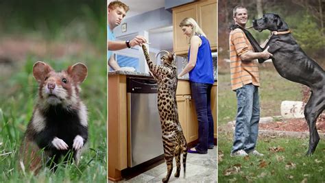 Prodigious pets: five of the world's biggest domestic animals ...