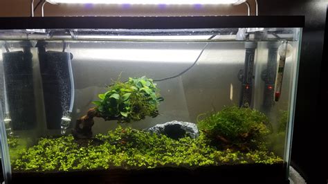 10 Gallon Stocking Ideas? : r/Aquariums