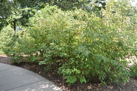 Cornus baileyi Red Twig Dogwood | Spooky Tree Nursery