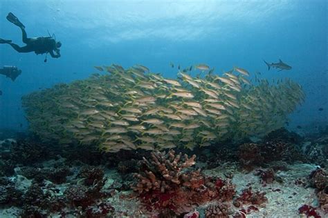 Scuba Diving in Tahiti - TOPDIVE