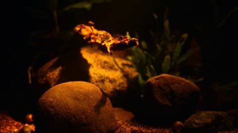 Blackwater aquarium setup - YouTube