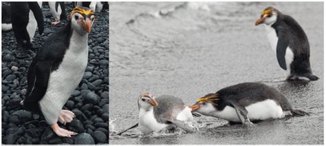 8 Types of Penguins found in New Zealand (2024) - Bird Watching HQ