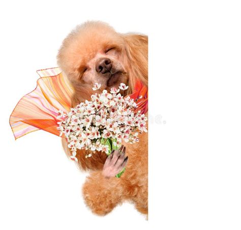 Dog smelling flowers. stock image. Image of mouth, romantic - 40168013